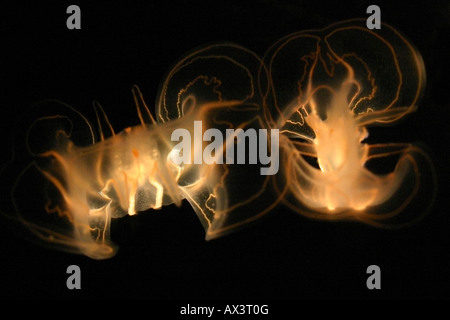 Ocean méduses dans un aquarium, Los Angeles en Californie Banque D'Images