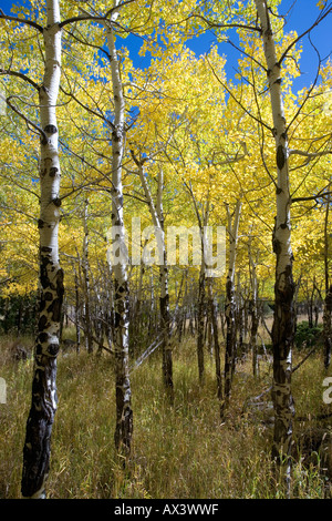 Trembles jaunissent en automne la saison d'automne dans les montagnes du Colorado, USA Banque D'Images