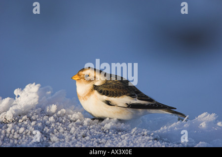 Bruant des neiges, Plectrophenax nivalis, homme debout entre les plumes situées sur le gel des pierres sur le plateau de Cairngorm. Banque D'Images