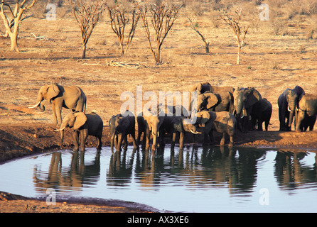 Les éléphants à un étang en face de la loge de safari de Voi Tsavo East National Park Kenya Afrique de l'Est Banque D'Images