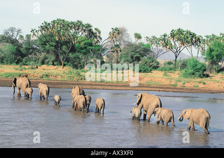 Les éléphants traversant la rivière Uaso Nyiro Réserve nationale de Samburu, Kenya Banque D'Images