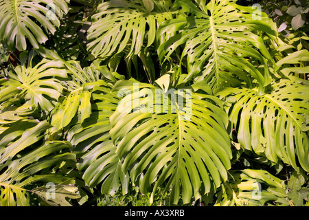 Feuillage tropical vert sur l'île de Islamorada, Florida, USA Banque D'Images