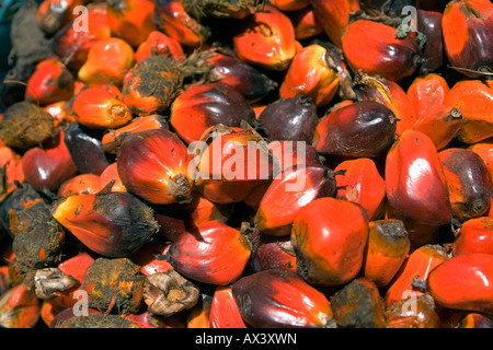 Brésil, Bahia, l'île de Boipeba. Dende semences de la palm traitées dans l'étape suivante pour faire l'huile de Dendé. Banque D'Images