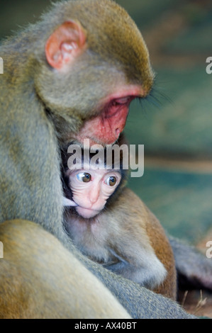 La Chine, la province de Hainan, Hainan Island. Monkey Island research park- des macaques. Banque D'Images