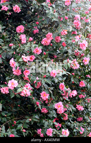 CAMELLIA LEONARD MESSEL AGM RETICULATA X WILLIAMSII Banque D'Images