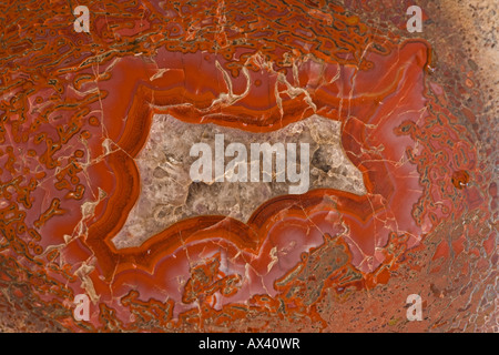 Agatized os de dinosaure - section Allosaur : affiche la moelle épinière de fémur - Amethyst Crystal centres - Late Jurassic - Utah Banque D'Images