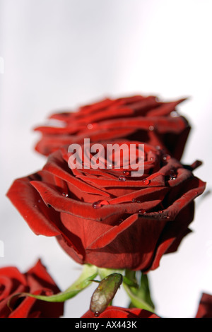 Gouttes sur la Saint Valentin roses rouges Banque D'Images