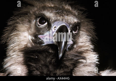 Vautour moine vautour noir européen Moenchsgeier Arctia monachus Aasfresser Altweltgeier portrait Animals Asia Afrika Aves bir Banque D'Images