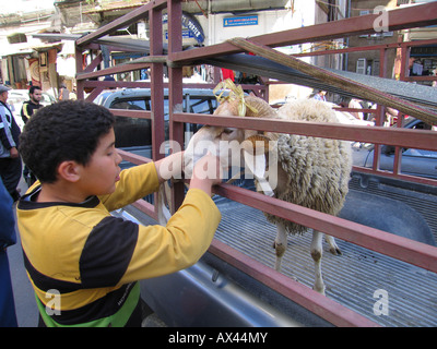 Enfant jouant avec un mouton sur une remorque bloqué en embouteillage, rue d'Alger, Algérie Banque D'Images