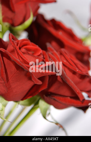 Gouttes sur la Saint Valentin roses rouges Banque D'Images
