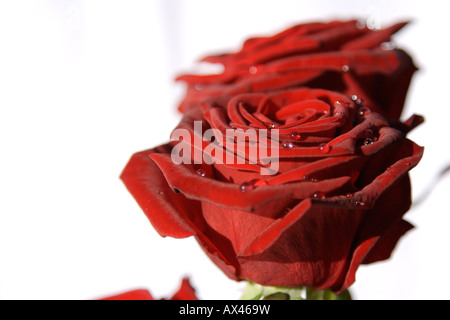 Gouttes sur la Saint Valentin roses rouges Banque D'Images