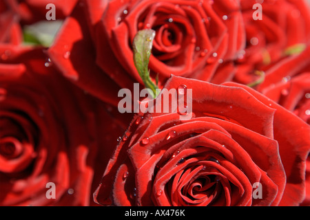 Gouttes sur la Saint Valentin roses rouges Banque D'Images