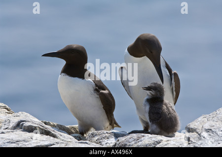 Uria aalge Guillemot groupe famille Iles Farne Côte Northumberland England UK Juin Banque D'Images