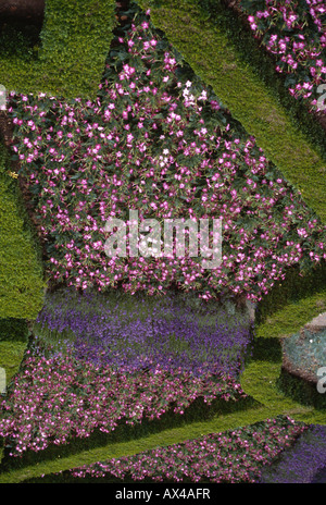 Close up of knot garden avec couvertures buis taillés avec interplanted floraison rose et bleu plantes d'été Banque D'Images