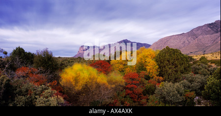 Lever de soleil sur El Capitan et couleurs d'automne Guadalupe Mountains National Park Utah USA Novembre 2005 Banque D'Images