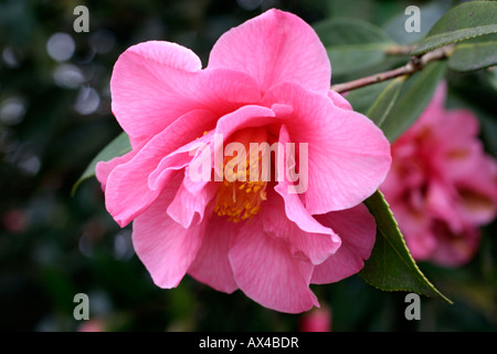 CAMELLIA LEONARD MESSEL AGM RETICULATA X WILLIAMSII Banque D'Images