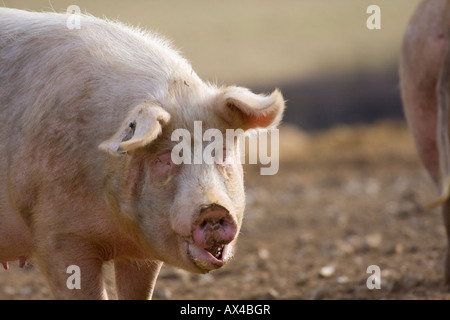 Avec l'expression du visage amusant cochon Banque D'Images