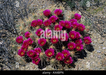 Cactus Echinocereus enneacanthus fraise hérisson blooming Big Bend National Park Utah USA Avril 2003 Banque D'Images