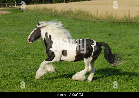 Irish Tinker Poney, Bavière, Allemagne Banque D'Images