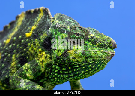 Meller's Chameleon Banque D'Images