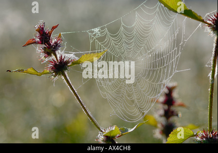 Portrait of Spider Web Banque D'Images