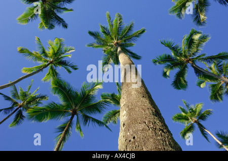 Palmiers, Kahana Beach, Oahu, Hawaii, USA Banque D'Images