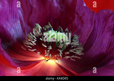 Papaver somniferum pavot violet sur fond rouge Banque D'Images