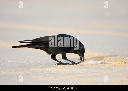 Little Crow, Corvus bennetti, seul adulte consommant des poissons morts sur une plage Banque D'Images