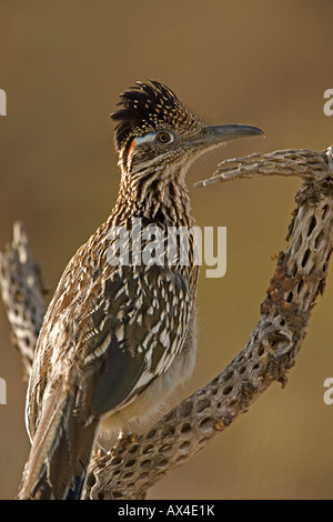 Perché sur Roadrunner plus dans la direction du désert de l'Arizona Banque D'Images