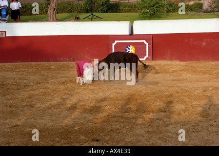 Bull fighter pratiquer Banque D'Images