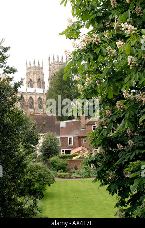 La cathédrale de York sur les jardins depuis les remparts de la ville se concentrent sur marronnier en fleurs en premier plan Banque D'Images