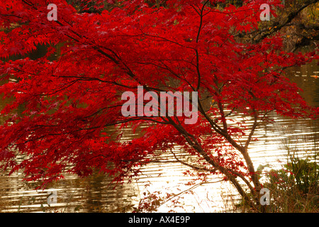 Acer palmatum Bloodgood (érable japonais). Près d'un lac à l'automne. Glansevern Gardens, Powys, Pays de Galles. Banque D'Images