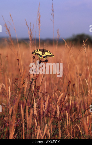 Papillon machaon (Papilio machaon) profitant de la lumière du soleil du matin. Sur le Causse de Gramat, Lot, France. Banque D'Images