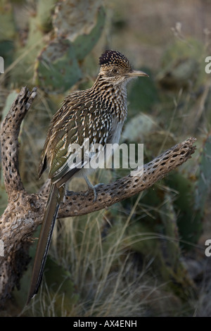 Perché sur Roadrunner plus dans la direction du désert de l'Arizona Banque D'Images