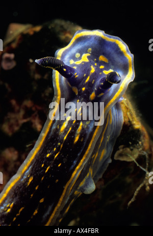 Sea slug nudibranche Hypselodoris cantabrica Banque D'Images