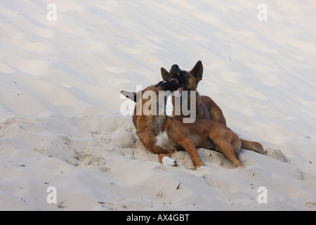 Dingo, canis lupus dingo, deux adultes de race pure play-combats sur une dune de sable Banque D'Images