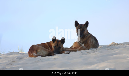 Dingo, canis lupus dingo, deux adultes de race pure sur une dune de sable Banque D'Images