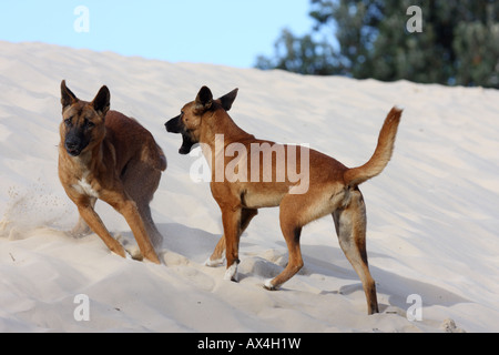 Dingo, canis lupus dingo, deux adultes de race pure play-combats sur une dune de sable Banque D'Images