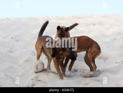 Dingo, canis lupus dingo, trois adultes de race pure play-combats sur une dune de sable Banque D'Images