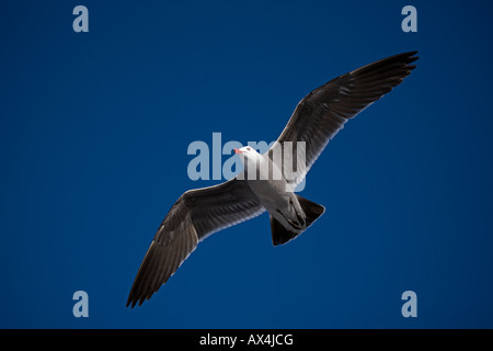 Goéland argenté (Larus argentatus) New York - USA Hot survolant lake Banque D'Images