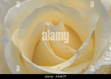 Close up of yellow rose avec des gouttes d'eau Banque D'Images