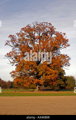 QUERCUS PETRAEA. Arbre de chêne sessile en automne. Banque D'Images