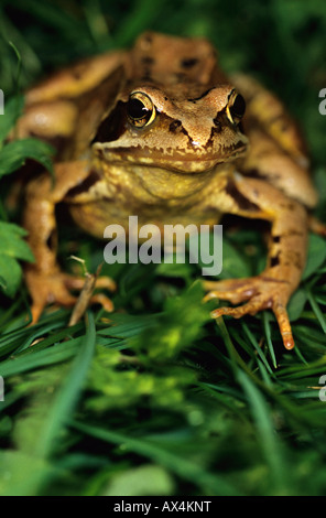 Politique européenne frog Rana temporaria Normandie France Banque D'Images