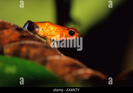 Strawberry Poison dart frog Dendrobates pumilio Nicaragua Banque D'Images