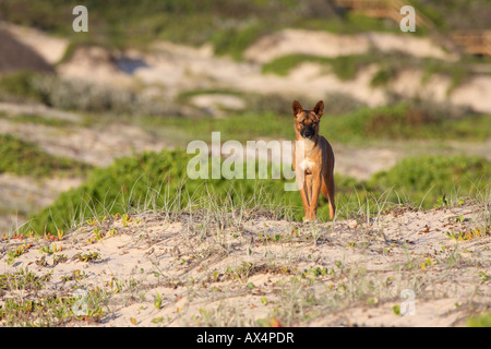 Dingo, canis lupus dingo, le seul adulte de race pure sur une dune de sable Banque D'Images