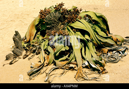 Welwitschia mirabilis, Namibie, Afrique Banque D'Images