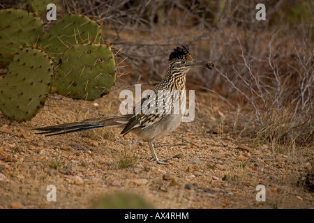 En plus Roadrunner désert d'Arizona Sonora Banque D'Images