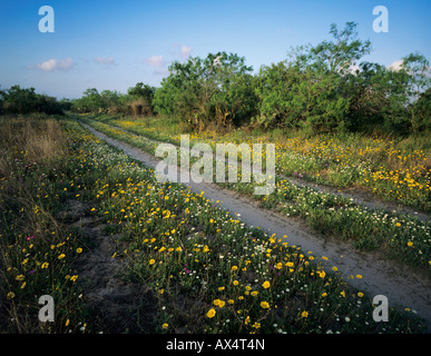 Route de campagne avec des fleurs sauvages Raymondville Rio Grande Valley Texas USA Banque D'Images