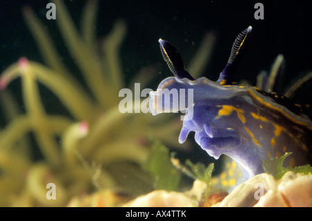 Sea slug nudibranche Hypselodoris cantabrica Banque D'Images