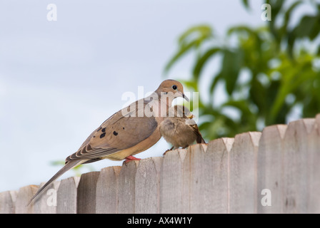 Un bébé Moineau domestique Passer domesticus, chouchoutes jusqu'à un adulte, la Tourterelle triste Zenaida macroura, pour le confort. New York, USA. Banque D'Images